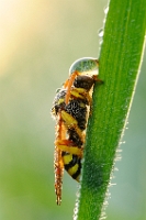 4277 Da determinare, Genere Polistes (Polistes biglumis)